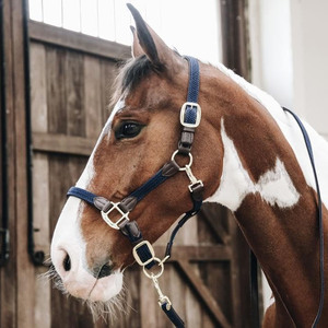 Harnais de polo professionnel, design robuste pour l'entraînement, la manutention, le contrôle de l'écurie et les performances équestres. Harnais de polo sportifs. - Product Image 4