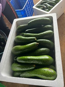 PREMIUM IQF FROZEN AVOCADO HALVES AND <b>DICES</b> – 100% NATURAL VIETNAM ORIGIN – BULK EXPORT SUPPLY - Product Image 4