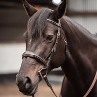 Bride de saut de cheval en cuir anglais réglable de qualité supérieure avec rênes confortables de l'exportation et du fournisseur indiens