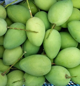 Mangues vertes fraîches en gros - Fruits tropicaux de haute qualité, douceur naturelle, prix compétitif // M. Tom - Product Image 5