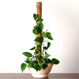 Best Selling Stackable Moss <b>Pole</b> Stakes Coconut Coir Planting Support <b>Poles</b> Vine Plant Supporting Sticks - Product Image 6