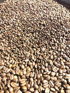 Prix compétitif, grains de café vert ARABICA et ROBUSTA de haute qualité, propres, pour torréfaction, processus de lavage complet, emballés en 60 kg/PP - Product Image 6