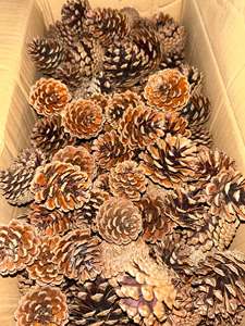 Pignons de pin naturels séchés du Vietnam pour la décoration de fêtes, couronnes, artisanat, arbres de Noël, présentations de table, arrangements et cadeaux - Product Image 6