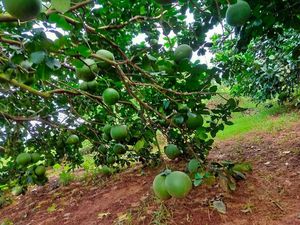 PROMOCIÓN PREFERENCIAL DE PRODUCTOS FRUTALES DE VIETNAM PARA EXPORTAR POMELOS CON ALTA CALIDAD Y PRECIOS COMPETITIVOS - Product Image 6