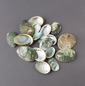 Seashell for home decor sage burning <b>abalone</b> <b>shell</b> large mini sea <b>shells</b> wholesale manufacturer - Product Image 6