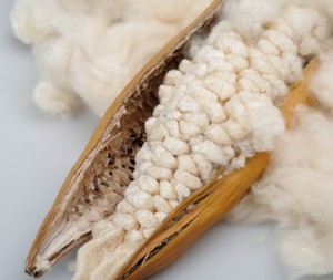 Fibra de Kapok, Material de Relleno Natural, Ecológico, Ligero, Suministro Textil de Indonesia - Product Image 1
