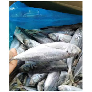 ปลาแมคเคอเรลสดแช่แข็ง ปลาแมคเคอเรลแปซิฟิก - Product Image 3