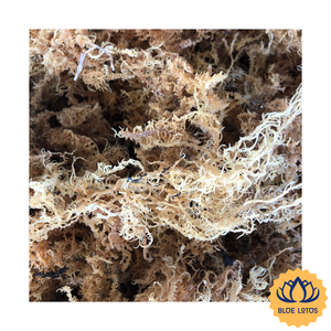 [BEST PRICE] Cotonii Seaweed Premium Fresh Seaweed Specimen for Food Processing Jelly Pudding Making Blue Lotus Farm Bag - Product Image 1