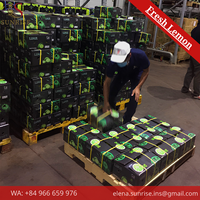 Verse Groene Limoen Hele of Gehalveerde Premium Kwaliteit Natuurlijke Gewone Teelt FRESH LEMON Merk 16-20cm 10kg (Mw. Elena - (+84) 966 659)