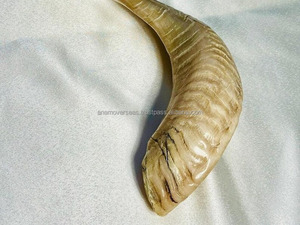 Shofar en corne de bélier au son naturel |   Objets religieux juifs polis pour le temple et la bénédiction à domicile - Product Image 4