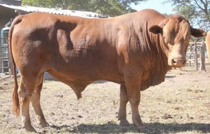 Proveedor Mayorista de Ganado Tuli por NMF (PVT) LTD-Sudáfrica para Criadores de Ganado y Empresas Agrícolas - Product Image 1