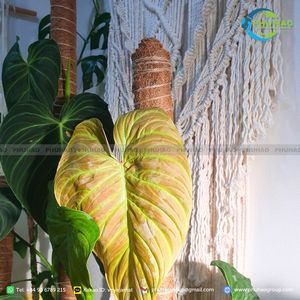 Article populaire : Ruban en fibre de coco biodégradable pour le ligaturage des plantes |   Matériaux de jardinage écologiques de haute qualité et à bon prix - Product Image 2