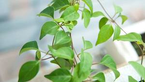 Ingrédient de feuilles de sorrel surgelées prêtes à l'emploi pour cuisines et transformation alimentaire - Product Image 4