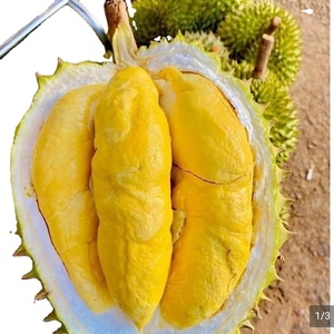 ทุเรียนสดขายดีจากเวียดนาม: คุณภาพดีที่สุดในราคาต่ำสุด - Product Image 6