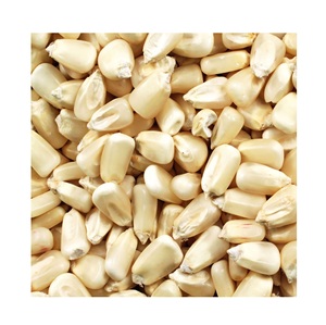 Granos de Maíz Blanco para Alimentación Animal / Semillas de Maíz Blanco Comprar en Línea Oferta al por Mayor Fabricante Proveedor de Stock a Granel - Product Image 6