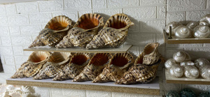 Concha de Trompeta de Tritón Gigante Natural Ecológica, Concha de Charonia Tritonis de Gran Tamaño para Decoración del Hogar - Macy - Product Image 1