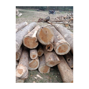 Prix de gros pour les grumes de teck africain, bois de première qualité, offre de commerce en gros - Product Image 1
