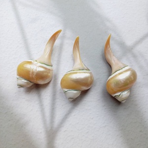 Concha decorativa para decoración del hogar, accesorio hecho a mano con conchas marinas, artesanía grande, adorno de lujo, hecho a mano en Vietnam - Product Image 2