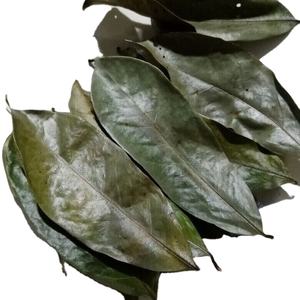 Hojas de Guanábana Secas Naturales - Hojas de Guanábana Secas Orgánicas Naturales - Hojas de Guanábana de Montaña Secas - Hojas de Annona Muricata Secas - Product Image 5