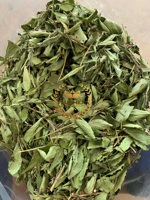Feuilles de Stevia séchées de qualité supérieure Feuilles de bonbons Congé sucré du Vietnam pour le thé Extraits de cuisson Édulcorant alimentaire Prix de gros