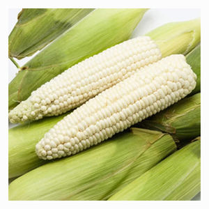 Proveedor de Granos de Maíz Blanco Natural de Estilo Orgánico para la Industria Alimentaria y Compradores Mayoristas - Product Image 6