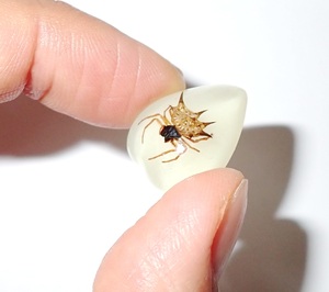 Spiny <b>Spider</b> Real Specimen <b>Plastic</b> Cabochon Heart 17x21 mm Glow Flat Bottom for Crafts and Jewelry Making - Product Image 1