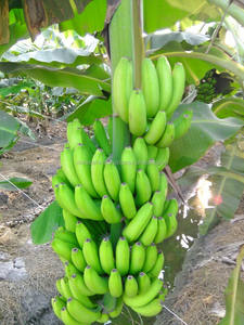 กล้วยสดเวียดนาม กล้วยหวานสุก ผลไม้เขตร้อนพรีเมียม ขายส่งจำนวนมาก ส่งออก ปี 2025 - Product Image 6