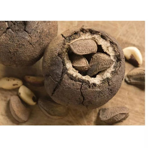 Noix du Brésil de qualité supérieure en gros à prix avantageux / Noix du Brésil brutes à prix très bas - Product Image 3