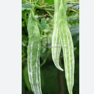 Calabaza Verde Fresca Grado A, Calidad Premium para Exportación, Vegetal Tropical Fresco de Granja, Proveedor Mayorista de Bangladesh, Seis Estaciones - Product Image 6