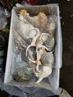 Coquillages marins naturels en gros, coquillages polis de 10-13 cm pour artisanat fait main du Vietnam, emballage sécurisé, exportation de coquillages