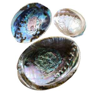 Conchas de abulón natural del océano, origen Vietnam, para la elaboración de velas y centros de mesa con tonos iridiscentes. - Product Image 5