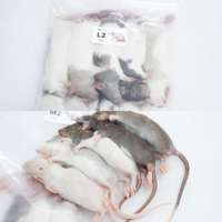 Rats congelés S 31-40g, nourriture pour reptiles de qualité supérieure, riche en protéines, durable, en vrac, sans salmonelle, bio-améliorée