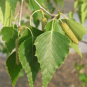 Aceite Esencial de Alquitrán de Abedul Puro (Betula Alba) para Todo Tipo de Piel, Uso Cosmético, Precio al por Mayor - Product Image 1