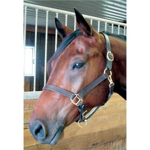 High Quality Customized Hand Made Durable Hybrid Adjustable Brown Leather Horse <b>Halter</b> at Wholesale Manufacture - Product Image 6