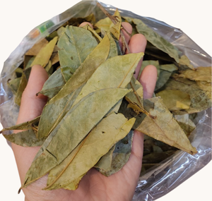 Hojas de guanábana secas al por mayor de Vietnam, hechas con hojas de graviola naturales, aptas para veganos, de calidad alimentaria, cuidadosamente seleccionadas, calidad de exportación. - Product Image 6