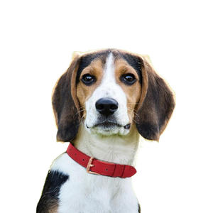 Collier pour chien en cuir le plus vendu, respirant, imperméable, classique, rembourré et doux, avec boucle réglable - Product Image 5