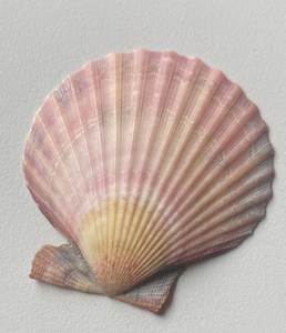 Conchas de almeja pulidas, blancas naturales, de Vietnam, para manualidades, decoración del hogar, fabricación de joyería, precio al por mayor. - Product Image 2