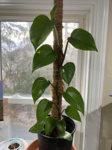 [VENTA CALIENTE] Poste de soporte ecológico de fibra de coco para plantas, para plantas trepadoras de interior, suministro agrícola para jardín, Vietnam BLUE LOTUS - Product Image 6