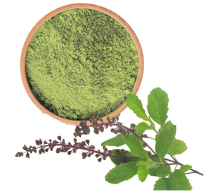 Extracto de hierbas cultivado salvaje en polvo de Tulsi de grado alimenticio excepcional con sabor superior y pureza garantizada para suministro a granel - Product Image 1