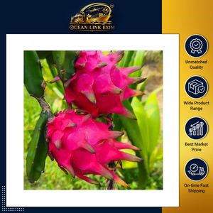 ผลมังกรสีชมพูคุณภาพพรีเมียม หวานฉ่ำ สดใหม่ 100% ผลไม้ธรรมชาติ เกรดเอ สำหรับขายปลีกและอุตสาหกรรมอาหาร - Product Image 2