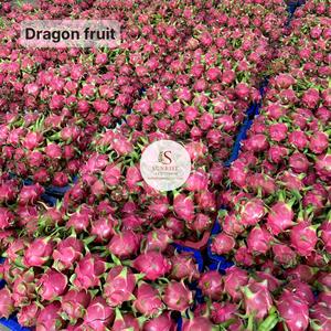 Vietnam Organique Dragon Fruit Frais Haute Qualité Sunrise Marque 0084372994741 Belle Export Meilleure Qualité Chair Blanche - Product Image 5