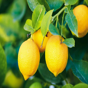 Limones Eureka Frescos Premium, Grandes, Ovalados, Amarillo Brillante, Para Exprimir y Cocinar - Product Image 4