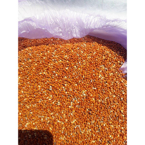 Kê vàng hữu cơ từ uzbekistan thức ăn chăn nuôi bổ sung cho kê đỏ vỏ trắng và xanh - Product Image 3