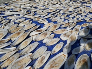 Bloque de Calcio, Hueso de Sepia de 2/4 Pulgadas, Trozos de Hueso de Sepia, Fabricante y Proveedor para Animales Pequeños 26 - Product Image 5