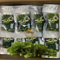 Vente Chaude : 100% Algues Marines Séchées (Caulerpa Lentillifera/Umibudo Lato) Takimex Global Export Vietnam