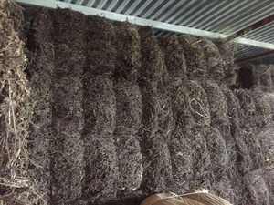 Hojas de hierba negra seca de auténtico origen vietnamita para té de hierbas refrescante y elaboración de gelatina, alto en nutrientes - Product Image 2