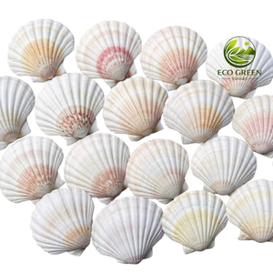 เปลือกหอยเชลล์ธรรมชาติพรีเมียม จำนวนมาก สำหรับทำเครื่องประดับ สีขาวงาช้างและสีชมพูอ่อน บรรจุภัณฑ์ปรับแต่งได้ - Product Image 6