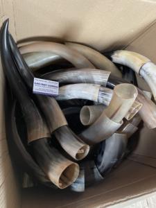 งานตกแต่งผนังรูปเขาสัตว์ขัดเงาแบบลองฮอร์น คู่หนึ่ง ดีไซน์อาร์ตเดโค ขนาดใหญ่ 10 ถึง 18 นิ้ว สำหรับงานแต่งงาน วันเกิด วันครบรอบ - Product Image 1