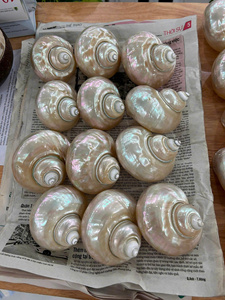 Coquillages naturels du Vietnam en véritable coquille marine pour la décoration côtière, les projets d'artisanat, la mise en scène de mariages et la vente au détail - Product Image 2