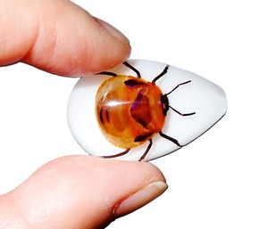 Cabujón de Plástico con Espécimen Real de Insecto Floral, Corte en Forma de Pera, Parte Superior de 33x22 mm, Base Plana Blanca para Manualidades y Joyería - Product Image 3